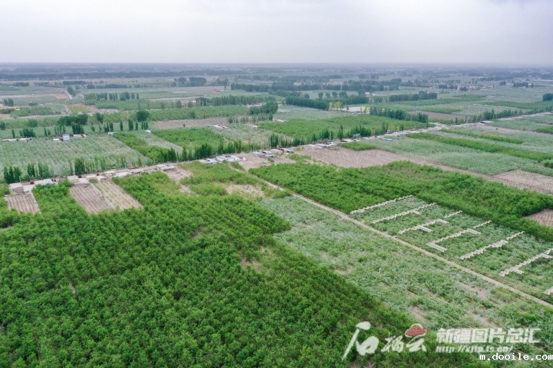 戈壁荒原变绿洲果园 阿克苏地区加快发展特色林果产业 戈壁荒原变绿洲果园 阿克苏地区加快发展特色林果产业